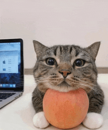 a cat holds an apple in front of a laptop