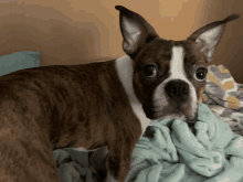 a brown and white dog is standing on a bed