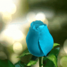 a blue rose with a green stem and leaves