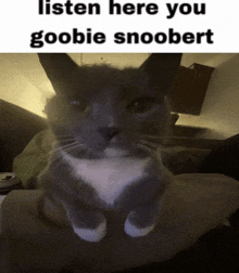 a picture of a cat with a caption that says listen here you goobie snoobert