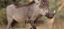 a picture of a warthog with the word fatih below it