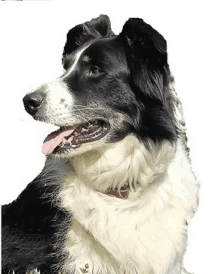 a black and white dog laying down with its tongue hanging out