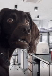 a close up of a dog looking at the camera in a lab