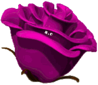 a close up of a purple rose with a.c. written on it