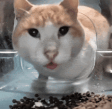 an orange and white cat is sticking its tongue out while sitting in a plastic container