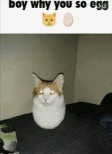 a cat is sitting on a bed next to a picture of a cat and an egg with the caption boy why you so egg