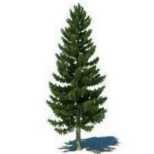 a pine tree with a shadow on a white background .