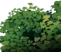 a drawing of a bush with lots of green leaves on a white background