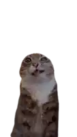 a cat is sticking its tongue out while standing on its hind legs .