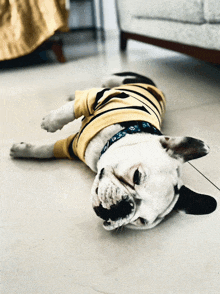 a dog wearing a yellow shirt and a blue collar is laying on its back on the floor