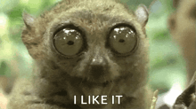 a close up of a lemur with big eyes and the words `` i like it '' written below it .
