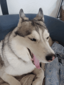 a husky dog with a pink tongue sticking out laying on a blanket