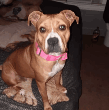 a brown and white dog wearing a pink collar that says i love you