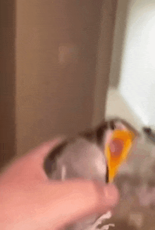 a close up of a bird with a yellow beak being held by a person .