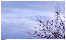 a tree without leaves is against a cloudy blue sky with the word gotashot below it