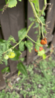 a tomato plant is growing in front of a fence