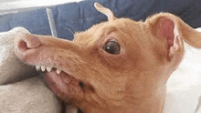 a close up of a dog 's mouth with its teeth showing .