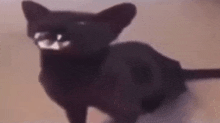 a black cat with white teeth is sitting on a table and looking at the camera .