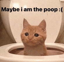 a cat is sticking its head out of a toilet with the words maybe i am the poop below it