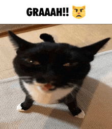 a black and white cat is standing on its hind legs under a sign that reads graaah