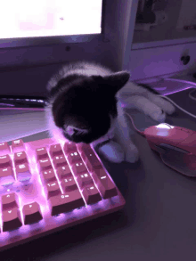 a black and white cat licking a pink keyboard