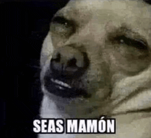 a close up of a dog 's face with the words `` seas mamon '' on it .