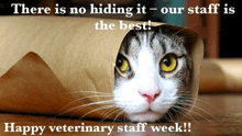 a cat is hiding behind a piece of brown paper with the words " there is no hiding it - our staff is the best "