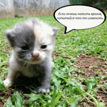 a kitten with a speech bubble that says " если хочешь нажать врагов "