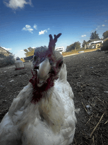 a white chicken with red feathers on its head laying on the ground