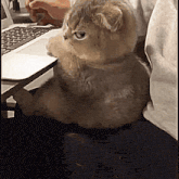 a cat is sitting on a chair next to a laptop computer .