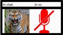 a picture of a tiger and a picture of a microphone with the words in chat and in vc