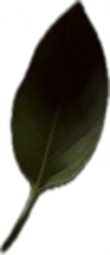 a close up of a green leaf on a white background