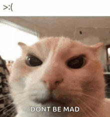 a close up of a cat 's face with the words `` dont be mad '' written above it .