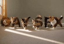 a group of cats are running in a row on a carpet