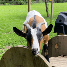 a brown and white goat is standing in the grass