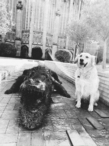 a dog is sitting next to a statue of a crocodile