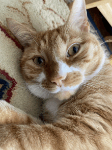 a close up of an orange and white cat laying on a carpet