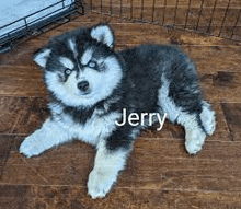 a husky puppy is laying on a wooden floor in a cage .