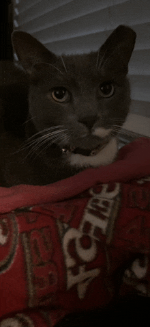 a gray cat is laying on a red blanket that says nba on it