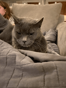 a gray cat is laying on a couch with a woman in the background