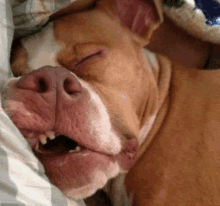 a brown and white dog with its mouth open is sleeping on a bed