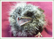 a close up of a baby bird with its beak open on a pink background