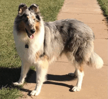 a collie dog standing on a sidewalk with his tongue out