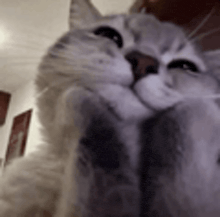 a close up of a cat looking at the camera with its paws on its face .