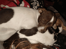 a brown and white dog sleeping next to a black pillow that says rolla