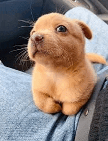 a small puppy is sitting on a person 's lap and looking up .