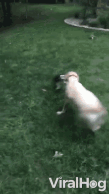 two dogs are playing with a frisbee in a grassy field and one of them is laying on the ground .