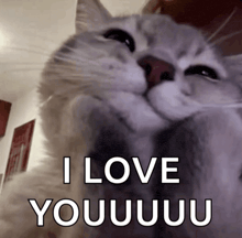 a close up of a cat with the words " i love youuuuu " written below it