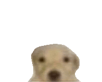 a blurry picture of a dog looking at the camera .