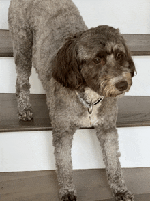 a dog standing on a set of wooden stairs looking at the camera